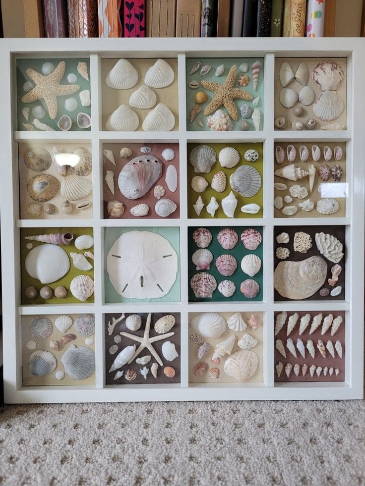 Charming Seashell Shadow Box Display