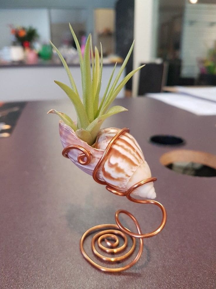 Elegant Seashell Air Plant Holder