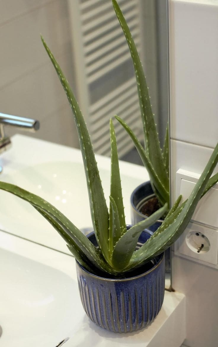 Aloe Vera 1