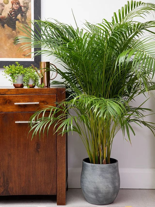 Areca Palm 1