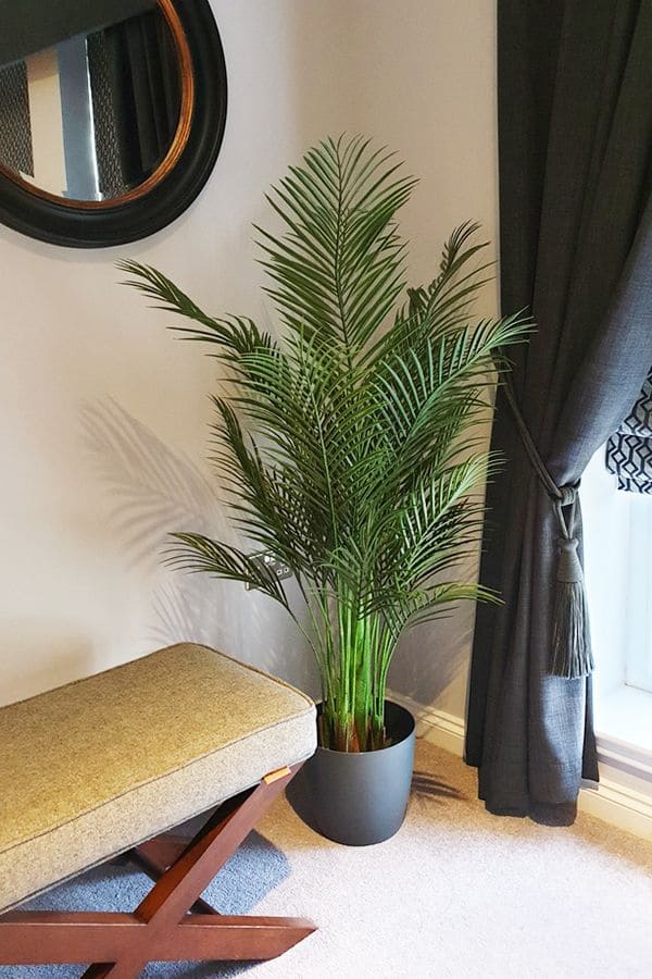 Areca Palm