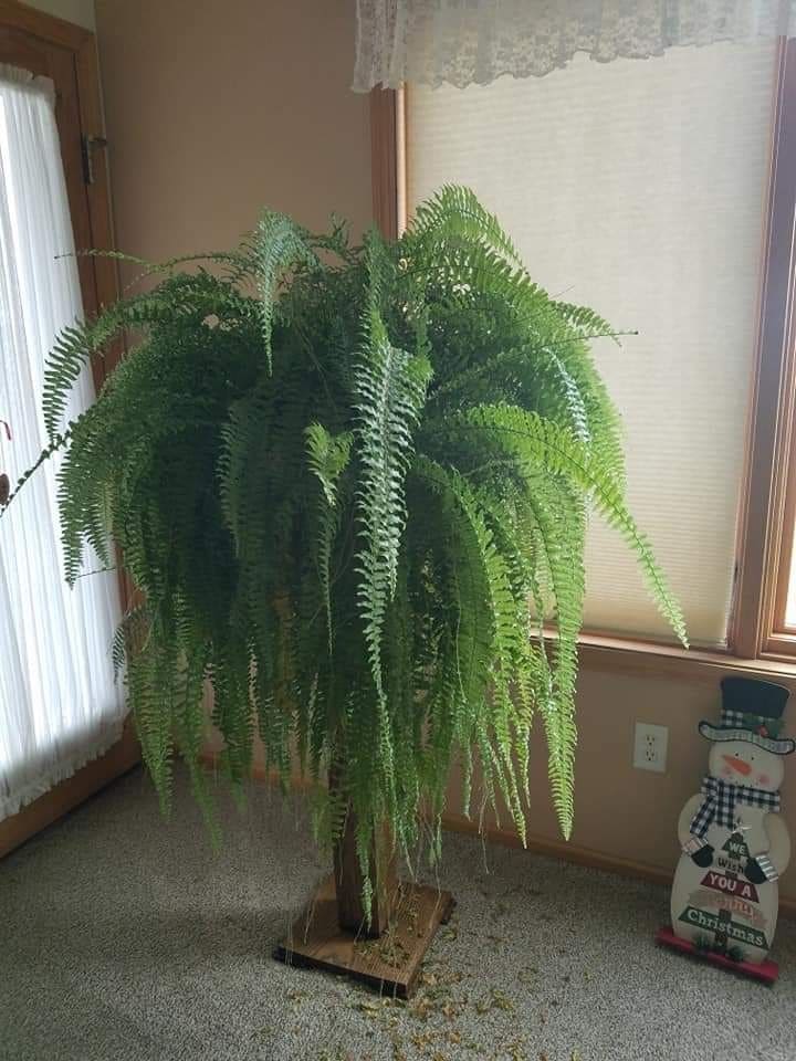 Boston Fern 1