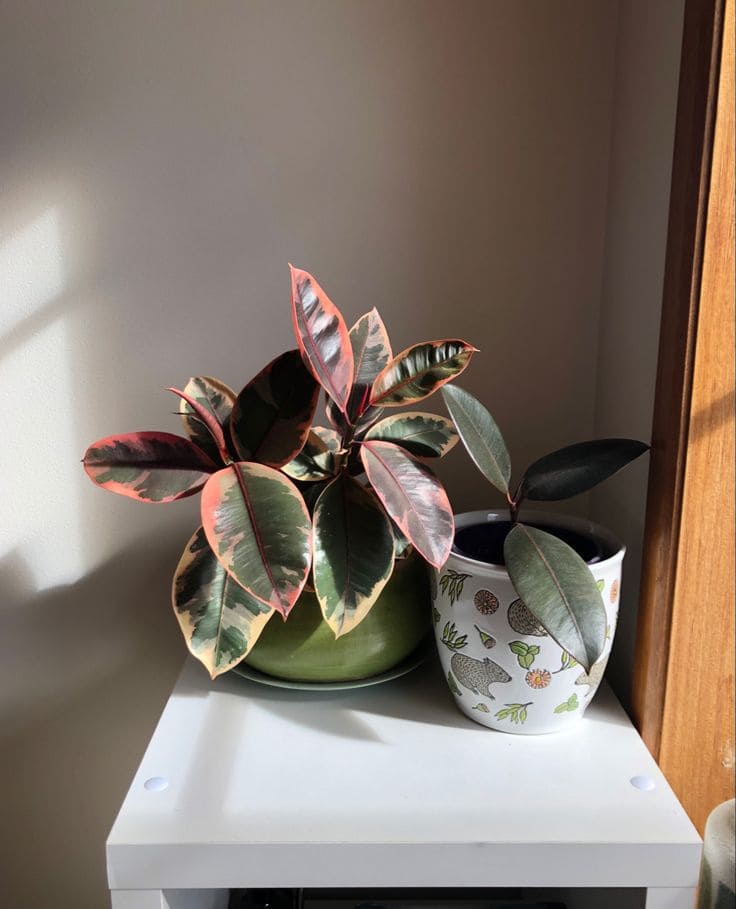 Burgundy Rubber Plant