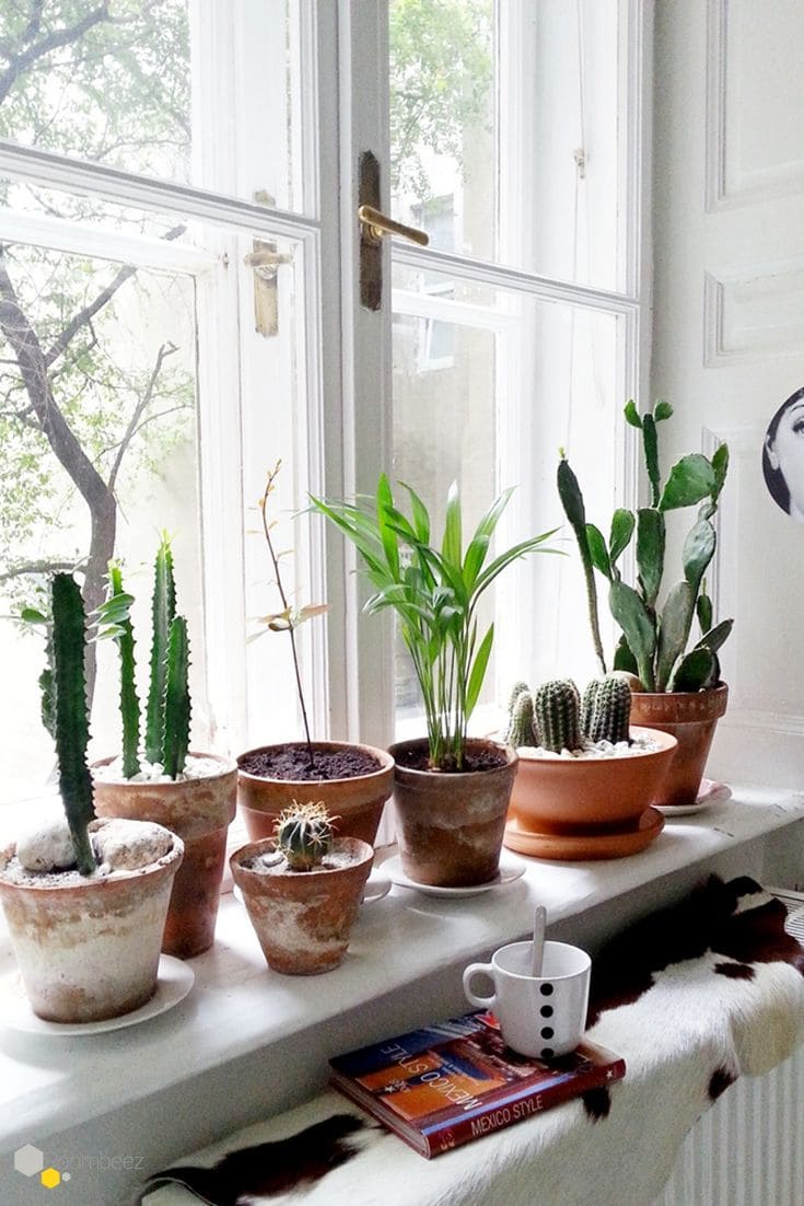 Cactus and Succulent Window Display