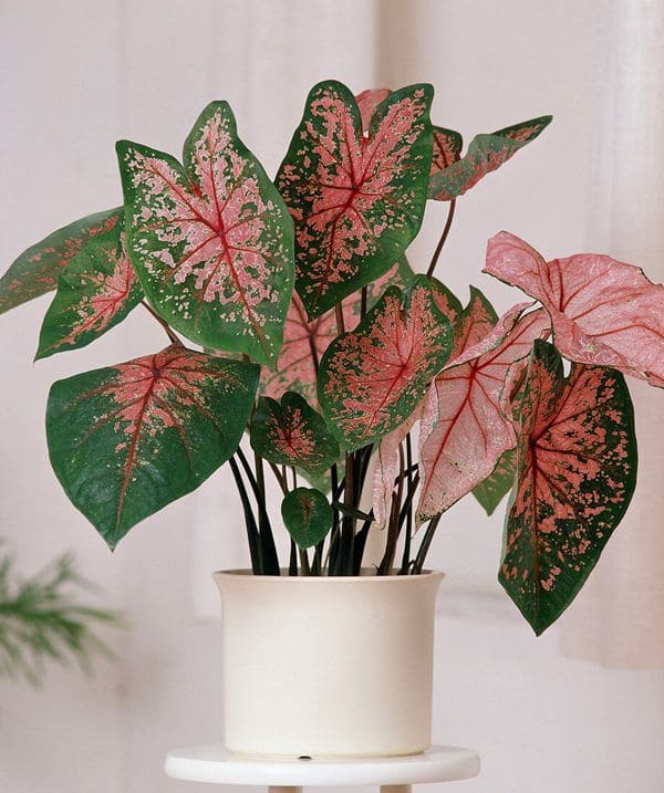 Caladium