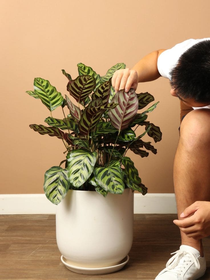 Calathea