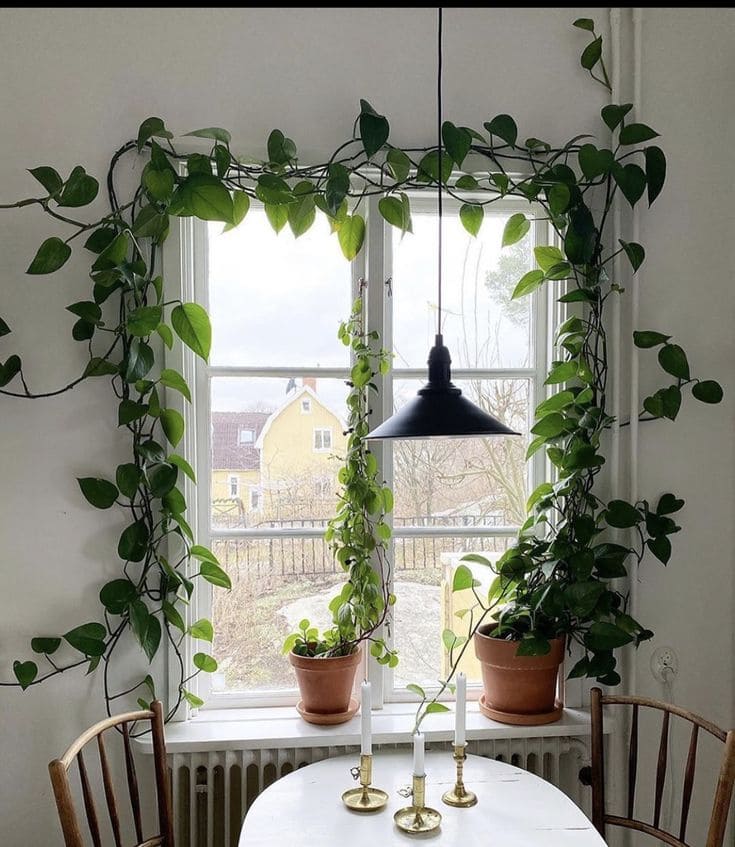 Charming Indoor Greenery Window Frame