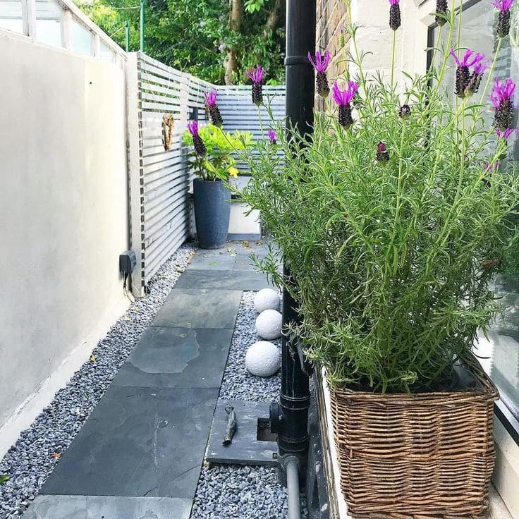 Chic Lavender Garden Pathway Elegance