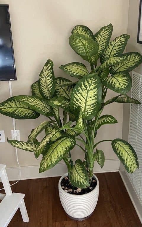 Chinese Evergreen