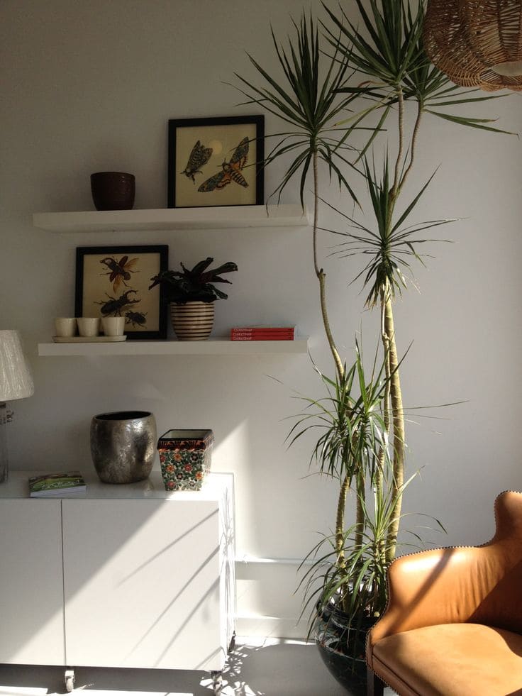 Dracaena Marginata