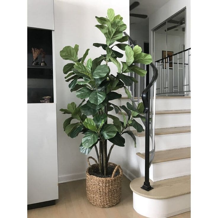 Fiddle Leaf Fig 1