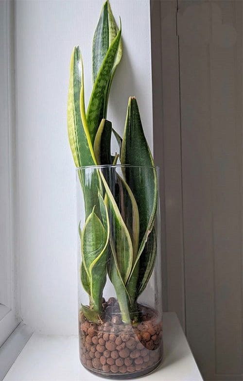 Glass Elegance Snake Plant Display