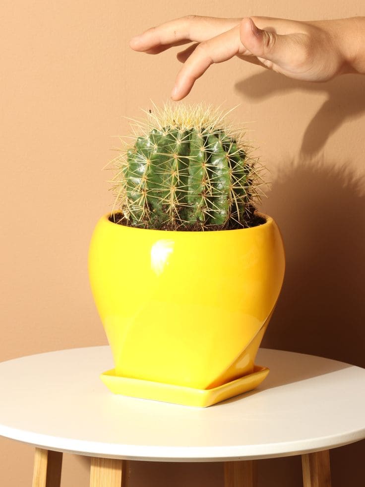 Golden Barrel Cactus