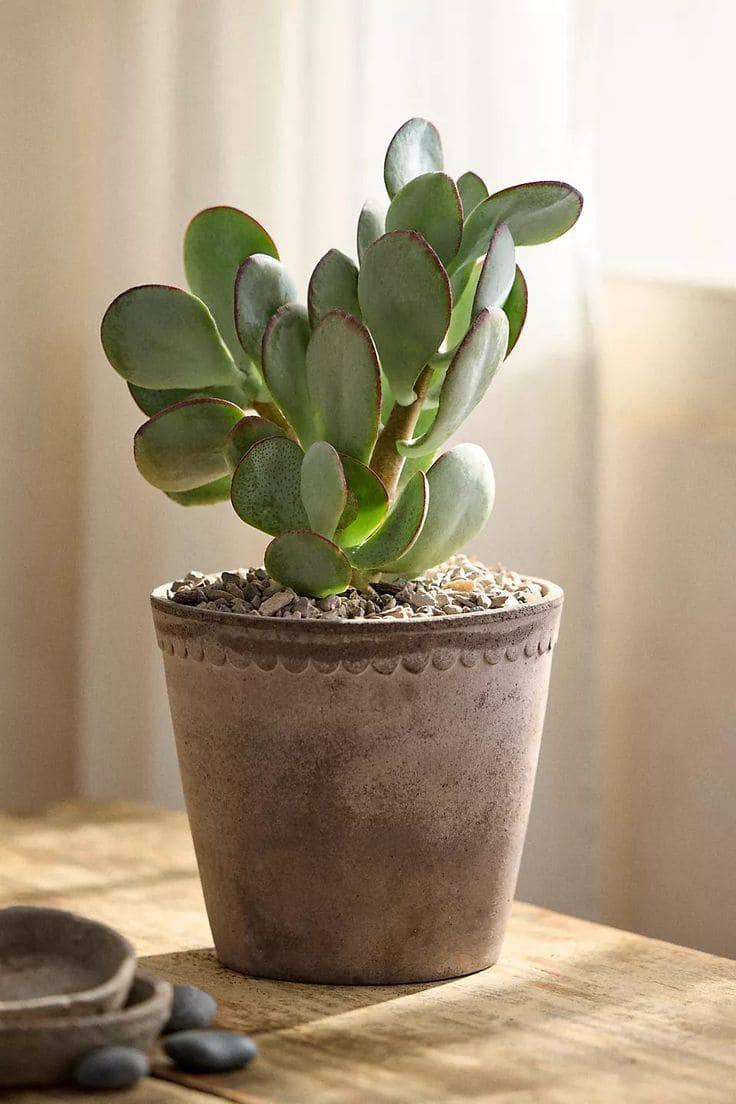 Jade Plant