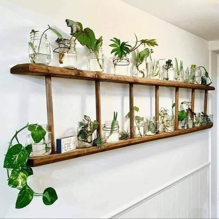 Ladder Indoor Plant Showcase