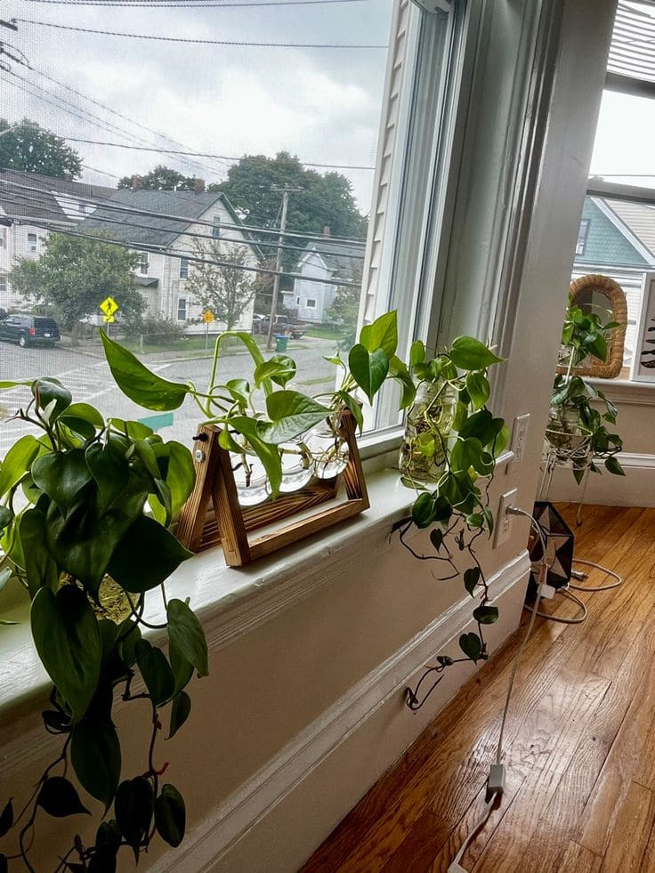 Lush Green Indoor Window Sill Oasis