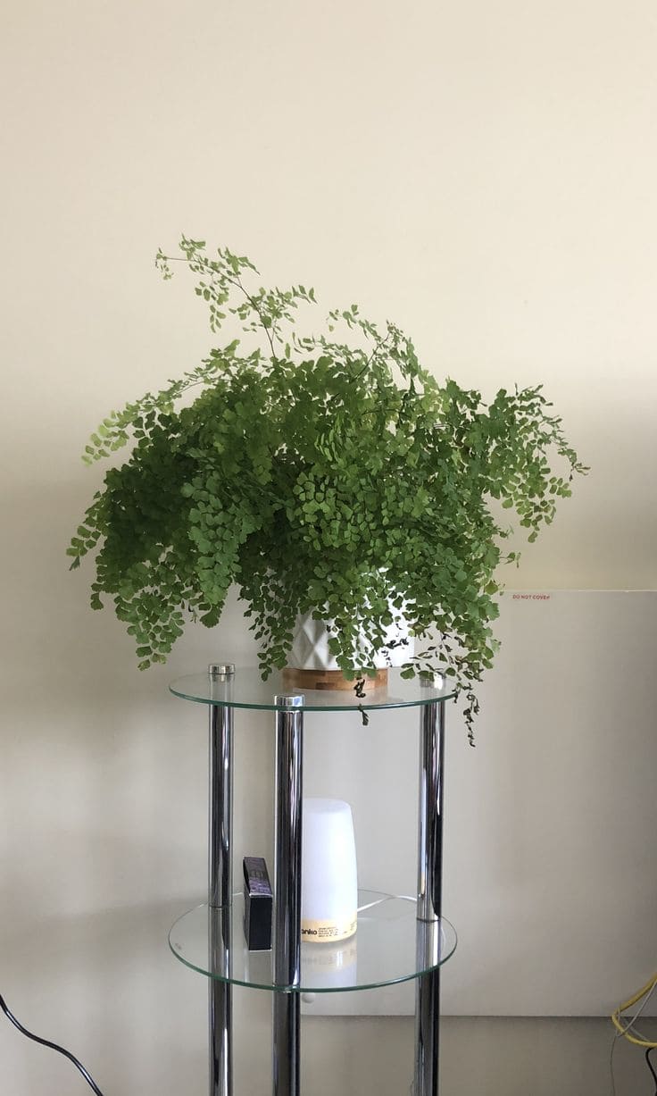 Maidenhair Fern 1