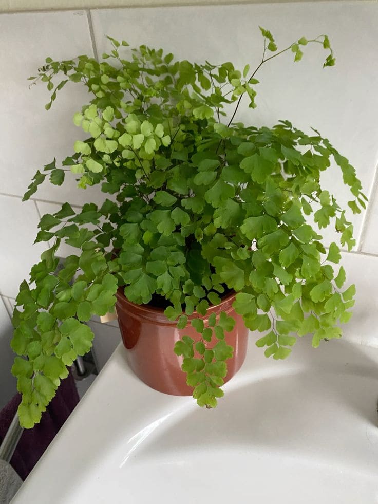 Maidenhair Fern