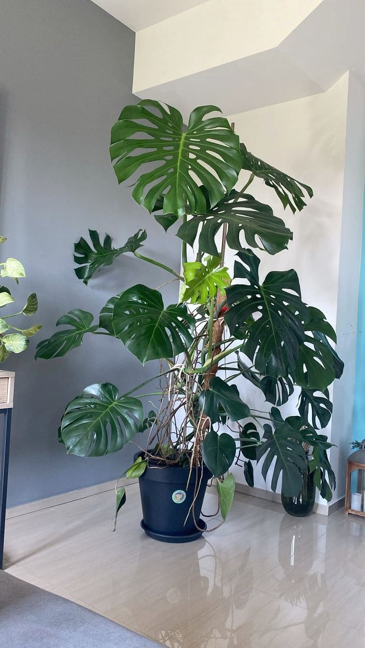 Monstera Deliciosa 1