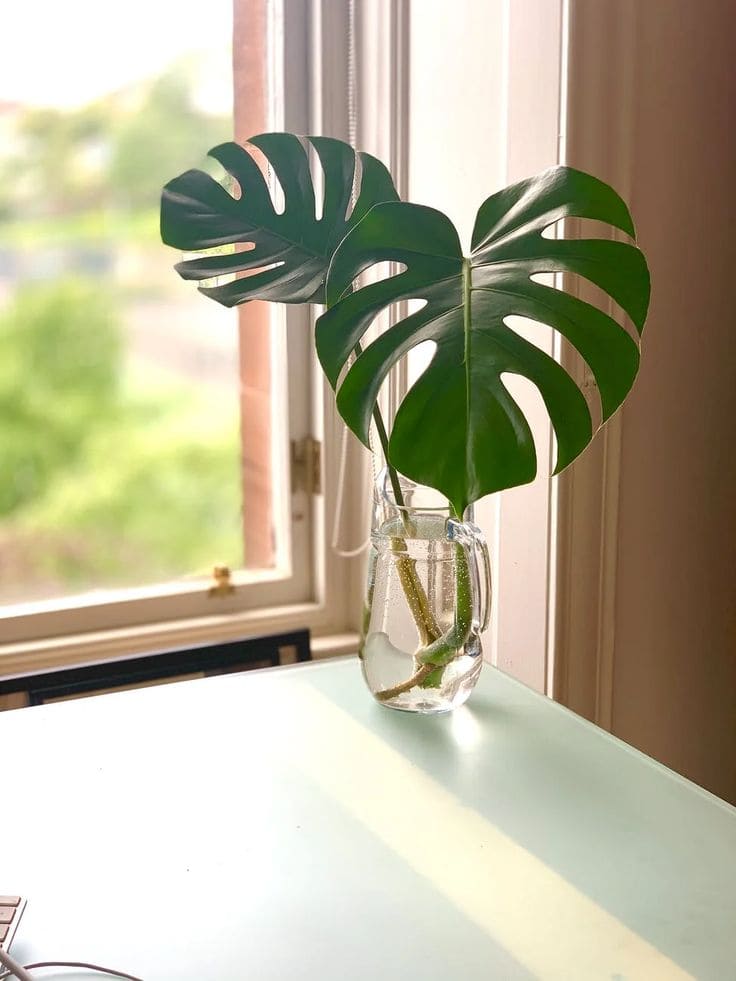 Monstera