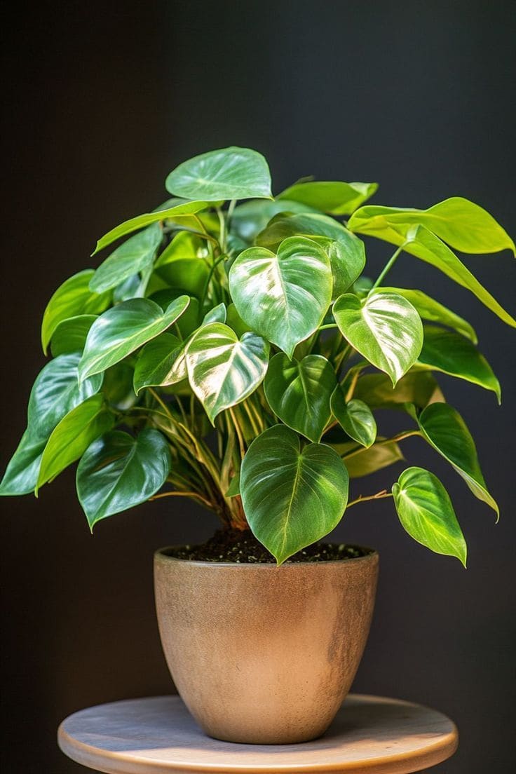 Philodendron