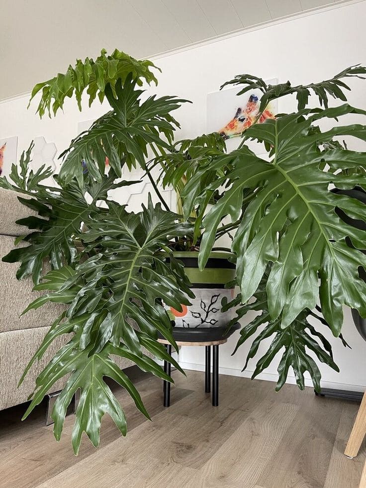 Philodendron