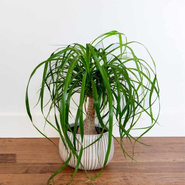 Ponytail Palm