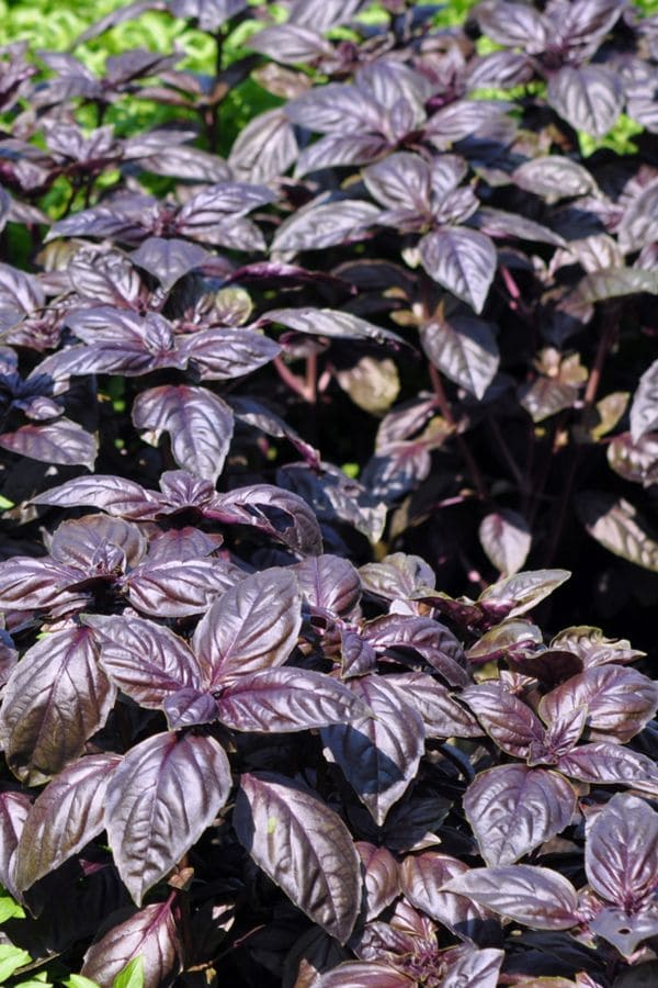 Purple Basil