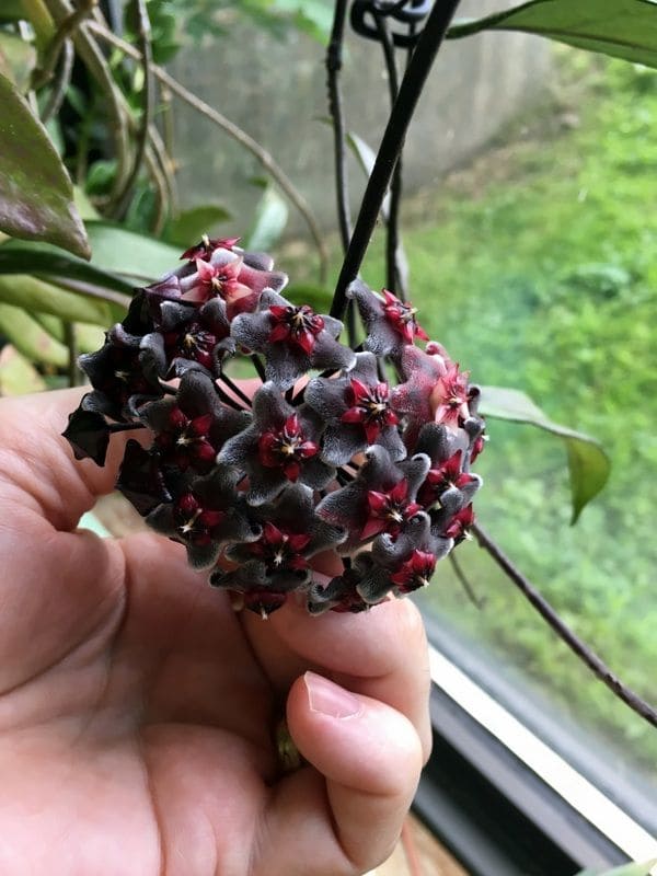 Purple Hoya