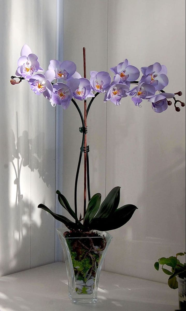 Purple Orchid