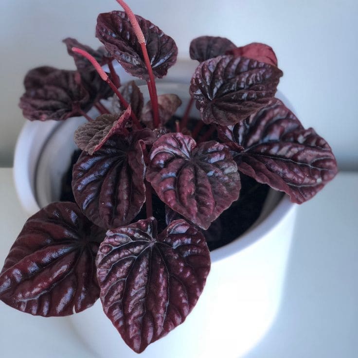 Purple Peperomia