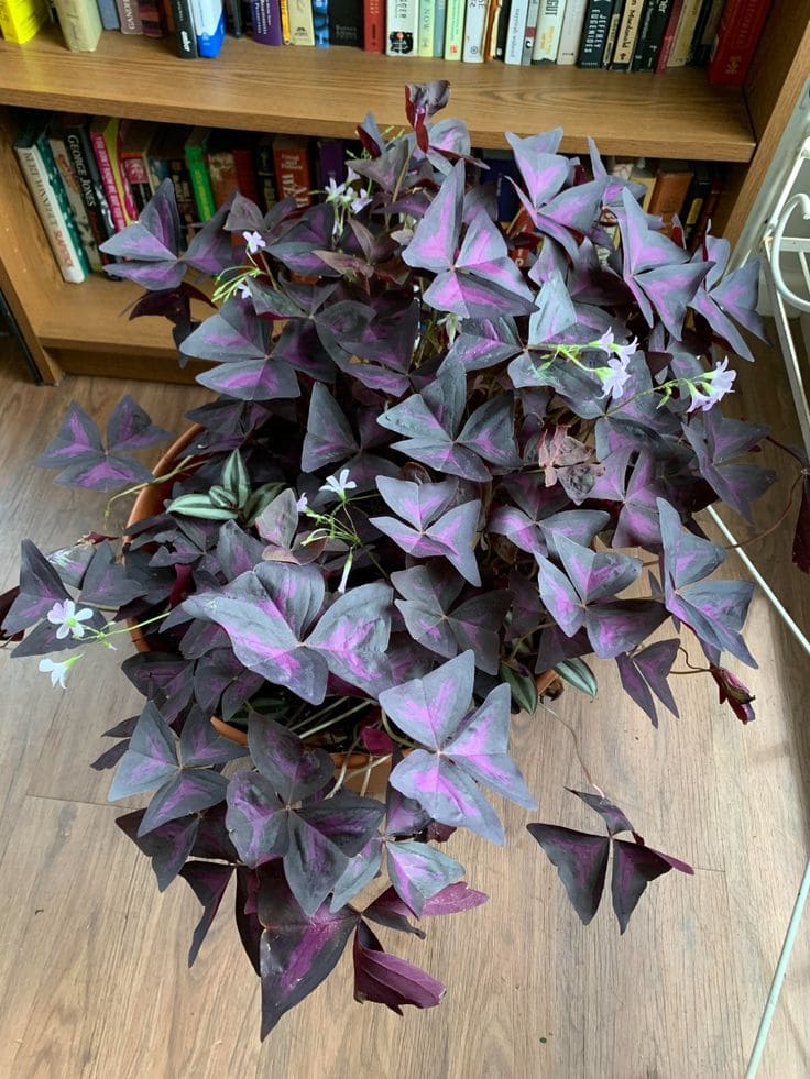 Purple Shamrock