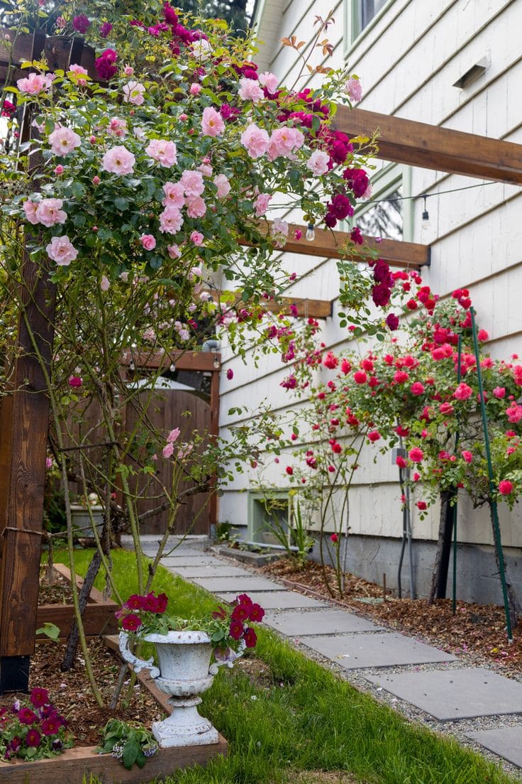 Rose-Covered Walkway for Side Yard