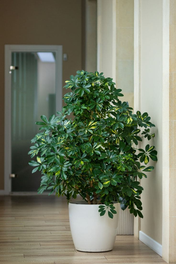 Schefflera 1