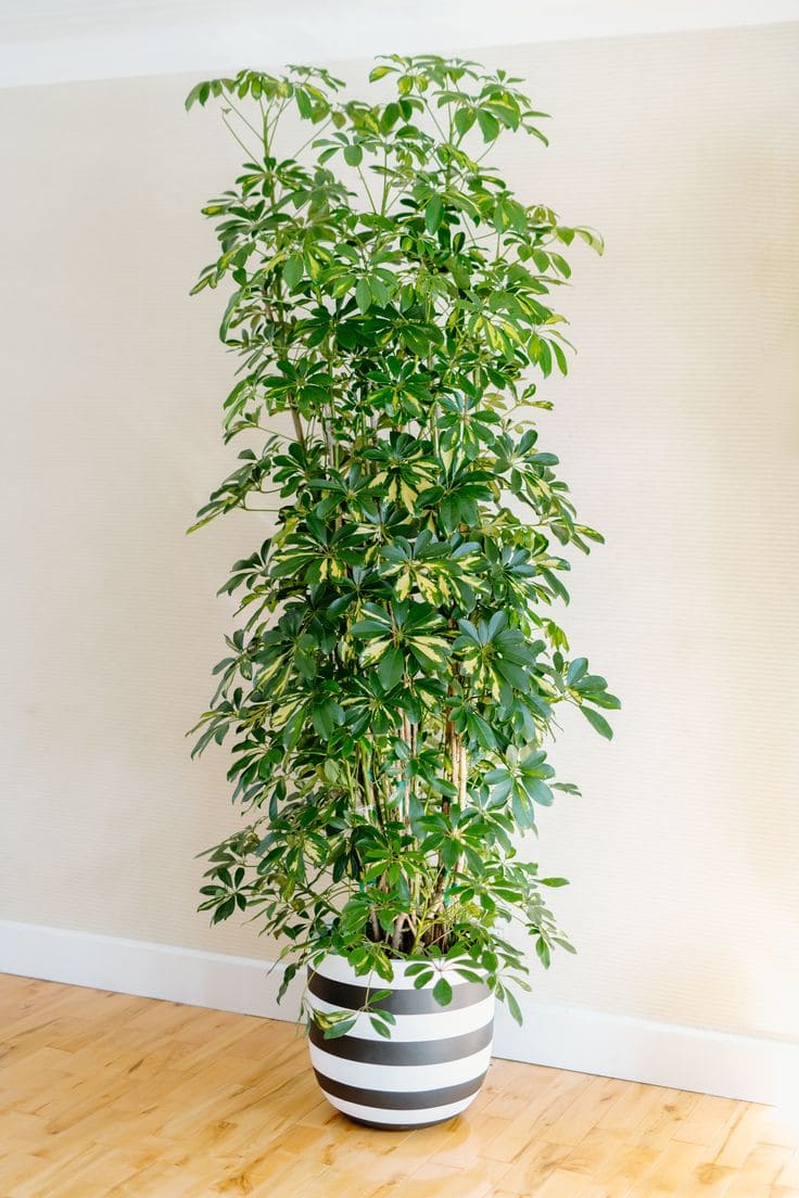 Schefflera