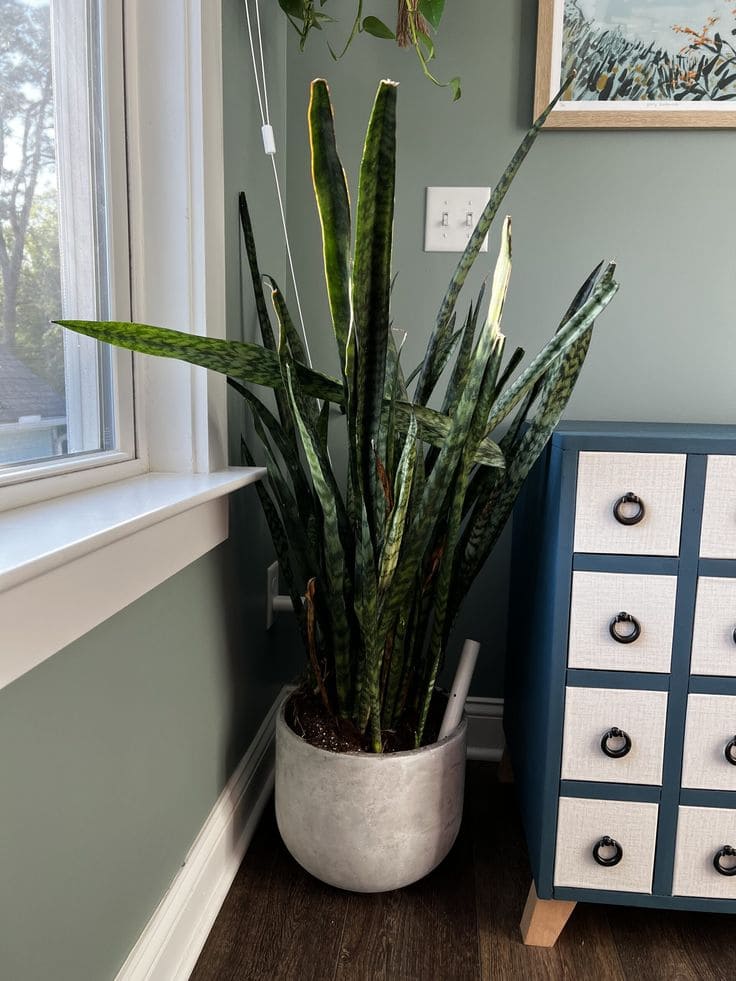 Snake Plant 3