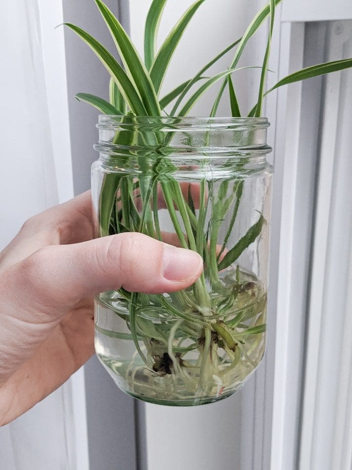 Spider Plant