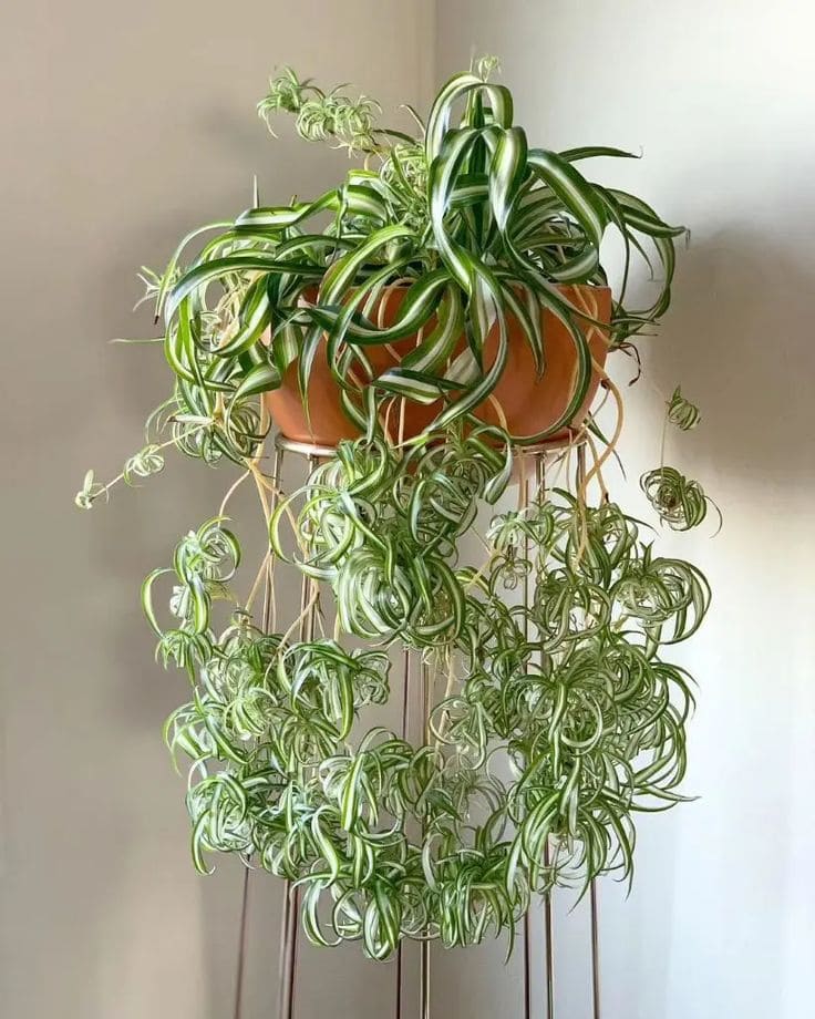 Spider Plant