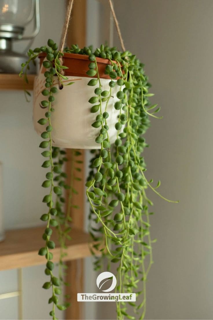 String of Pearls