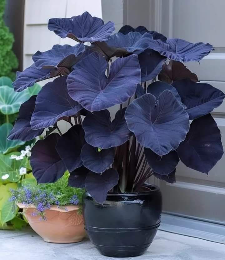 Taro Plant