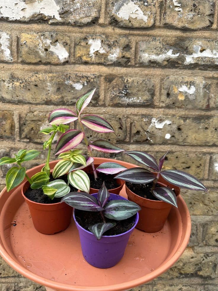 Tradescantia 'Purple Hill'