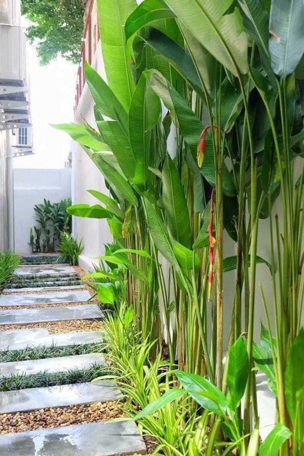 Tropical Pathway Oasis for Side Yard