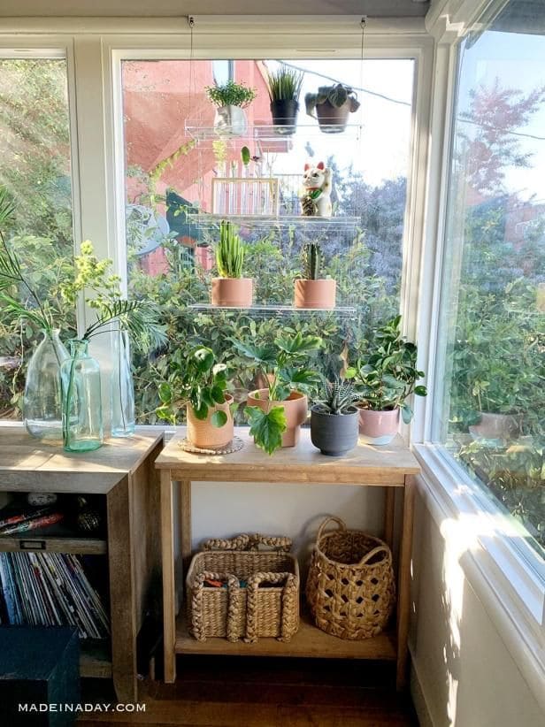 Vibrant Indoor Jungle for Window Sills