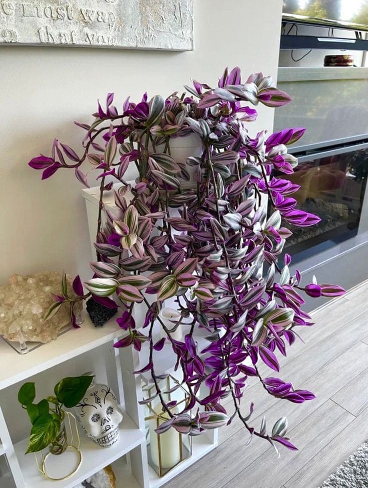 Wandering Jew