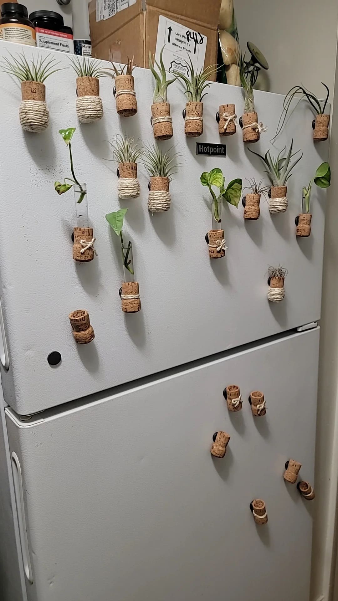 Wine Cork Air Plant Garden