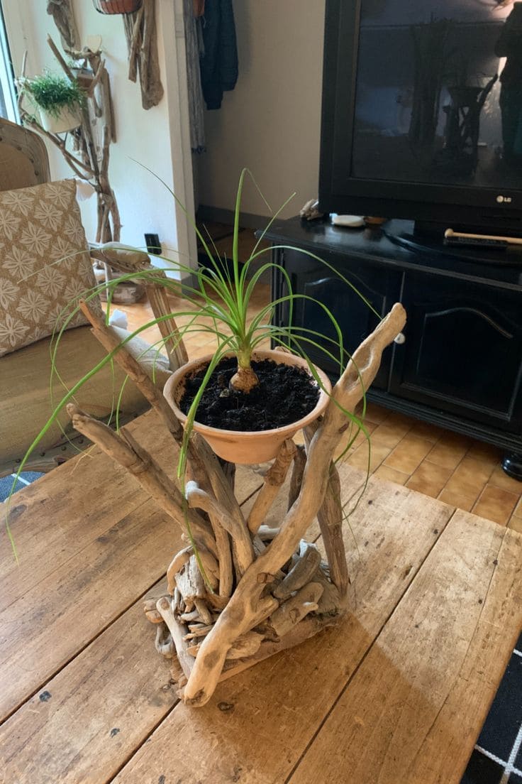 Rustic Driftwood Planter Stand Idea