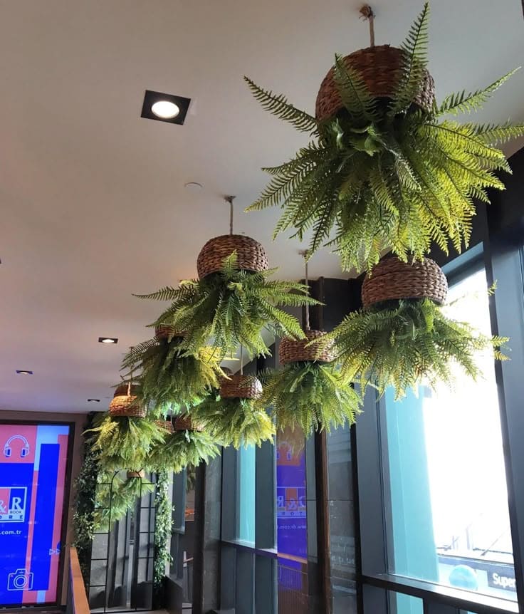 Lush Hanging Fern Baskets for a Tropical Ceiling Touch