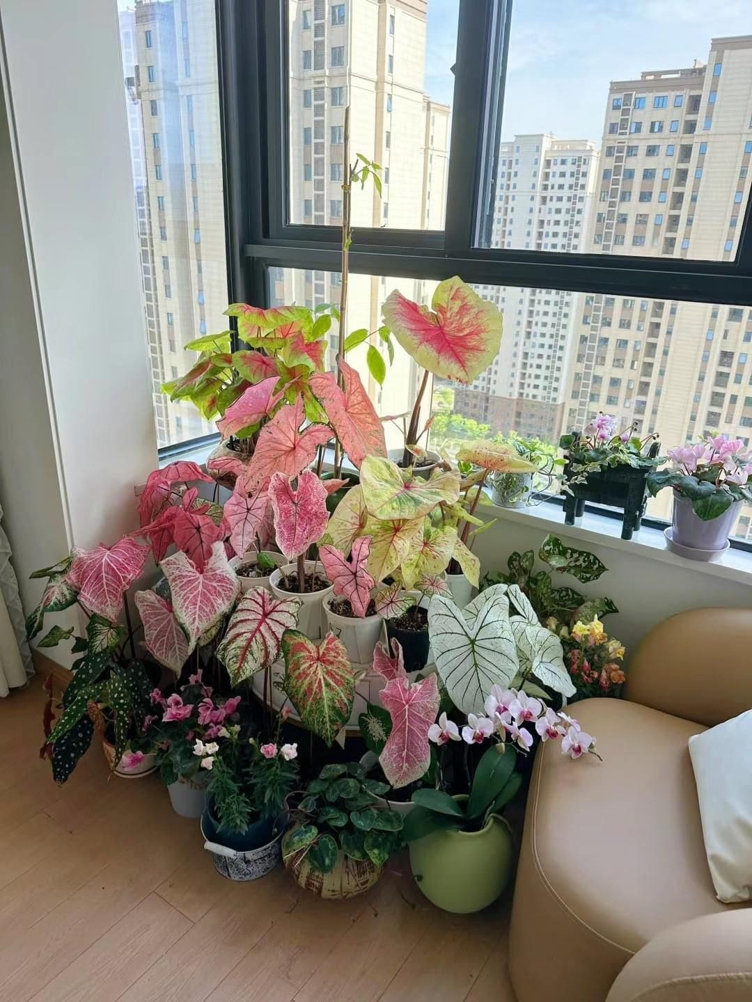 Colorful Caladium Corner Garden
