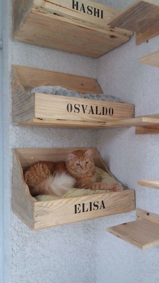 Personalized Cat Crate Wall Beds