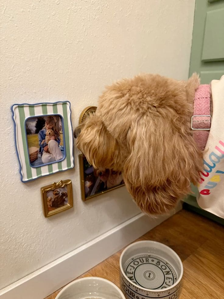 Mini Pup Portrait Corner
